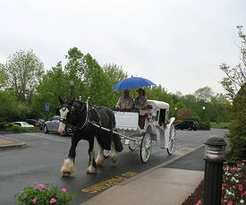 2013_Horse_and_Buggy_Rides-Ted_Pfeuffer_008-resized-600