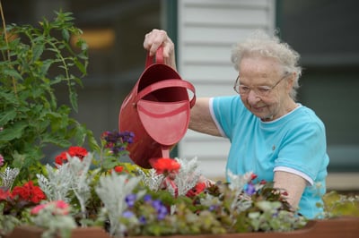 3 easy gardening projects for aging loved ones